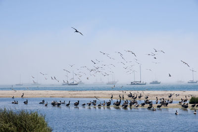 Birds flying over sea against clear sky