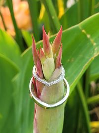 Close-up of succulent plant