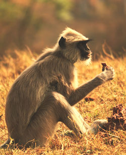 Side view of a monkey sitting on field