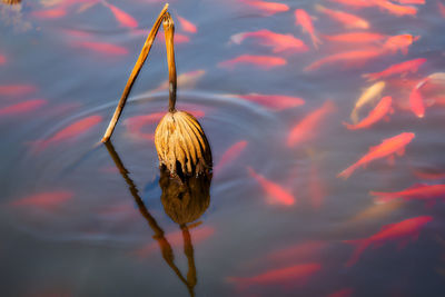 Close-up of jellyfish swimming in lake