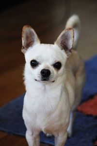 Portrait of white dog sitting at home