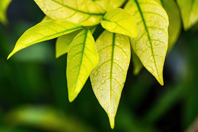 Close-up of fresh green leaves