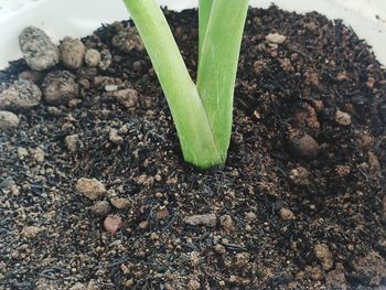 High angle view of plant growing on field