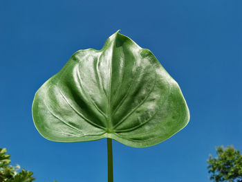 Low angle view of green leaf against blue sky