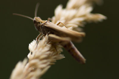 Close-up of insect on flower