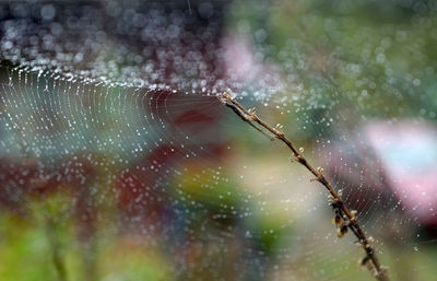 Spiderwebs with water dew background