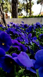 Close-up of purple flowers