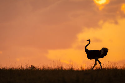 Bird on field against sky during sunset