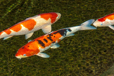 Close-up of fish swimming in sea