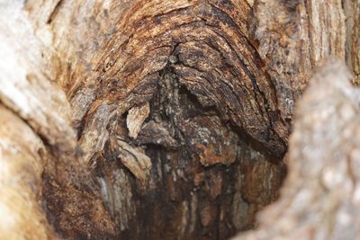 Close-up of tree trunk