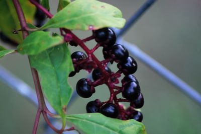 Close-up of berries on tree