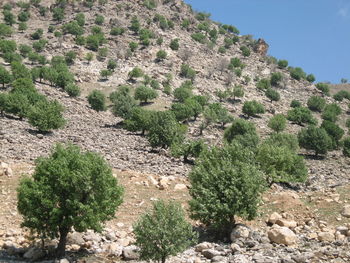 Trees on landscape against clear sky