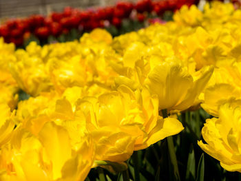 Close-up of yellow flower