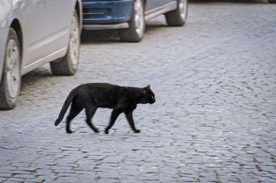 Side view of a homeless black cat crossing the street amond the cars.
