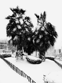 Trees on snow covered field against sky