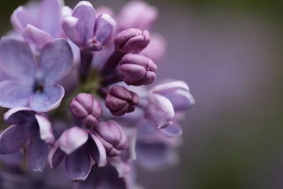 Close-up of purple flowers blooming outdoors