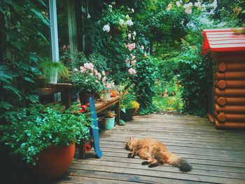 Cat sleeping on wooden floor against plants in yard