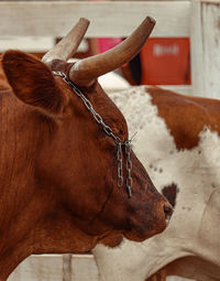 Close-up of cow