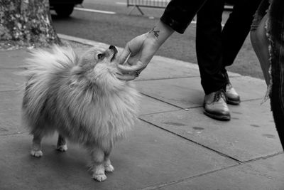 Close-up of a dog