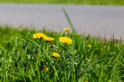 Close-up of yellow flowers blooming in field