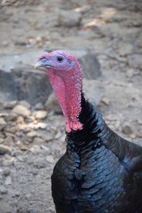 Close-up of a bird