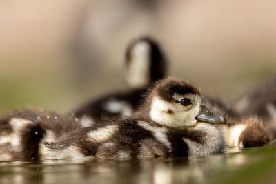 Close-up of a bird