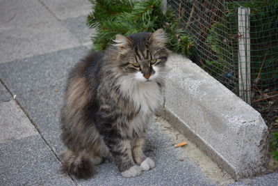 High angle portrait of cat sitting on footpath