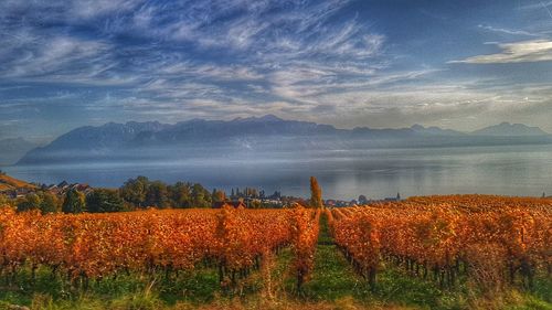 Scenic view of field against sky during autumn