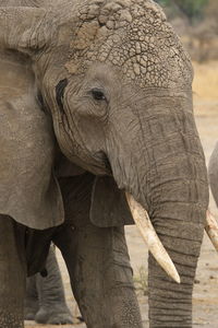 Close-up of elephant