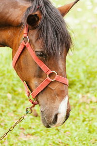 Close-up of a horse