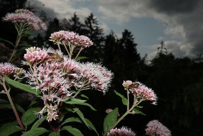 Close-up of pink flowering plants