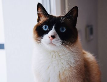 Close-up portrait of a cat