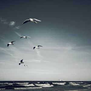 Seagulls flying over sea