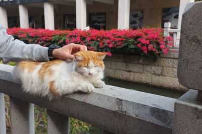 Cat relaxing by potted plant