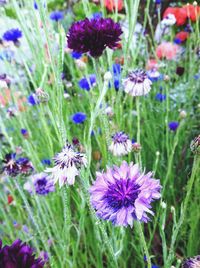 Close-up of purple flowers blooming in field