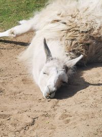 Lama lies under the spring sun