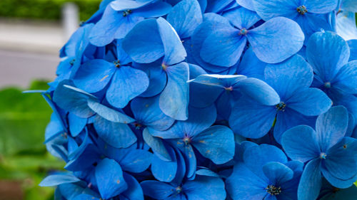 Close-up of blue hydrangea flowers