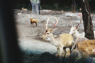 Deer standing 