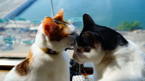 Cats kissing sitting on window sill