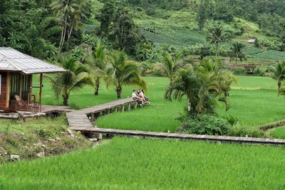 Scenic view of agricultural field