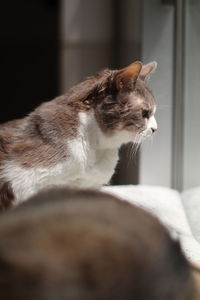 Close-up of cat looking away at home