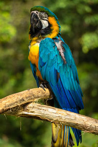 Close-up of parrot perching on branch