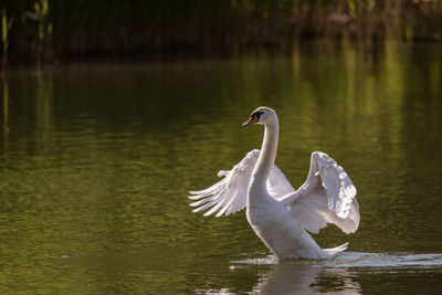 Swan flying over lake