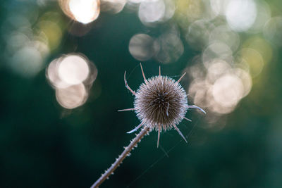 Close-up of dandelion against blurred background