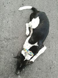 High angle view of a dog on road
