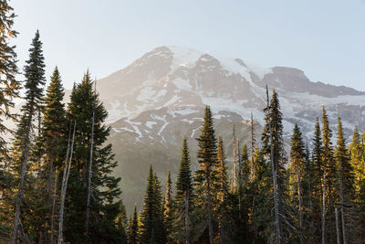 Pine trees on snowcapped mountains against sky