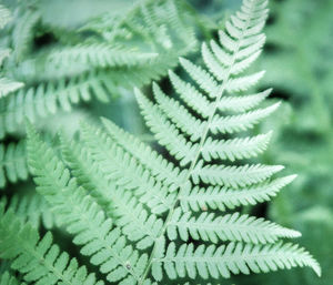 Close-up of fern leaf 