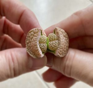 Close-up of person holding food