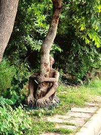 Tree trunk on old stone wall