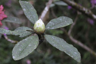 Close-up of wet plant